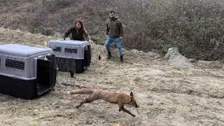 Sağlıklarına kavuştular, doğaya salındılar
