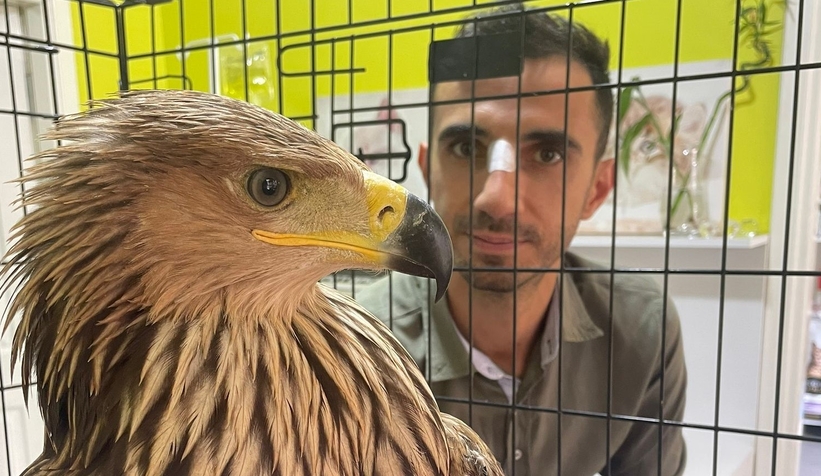 Şah kartalı, pençe darbesiyle veterineri yaraladı