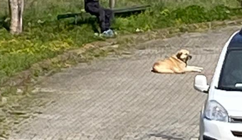 Sahibinin sokağa saldığı kangal yüzünden vatandaş sokaktan geçemiyor