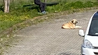 Sahibinin sokağa saldığı kangal yüzünden vatandaş sokaktan geçemiyor