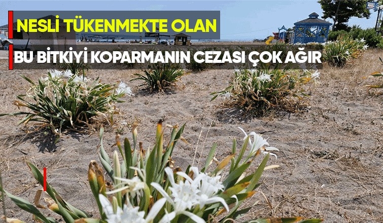 Sahildeki bu bitkiyi koparmanın cezası 80 bin lira