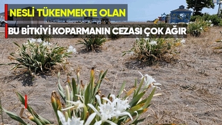 Sahildeki bu bitkiyi koparmanın cezası 80 bin lira