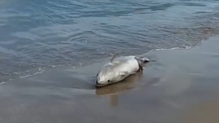Sahile ölü yunus balığı vurdu