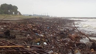 Sahiller odun deposuna döndü