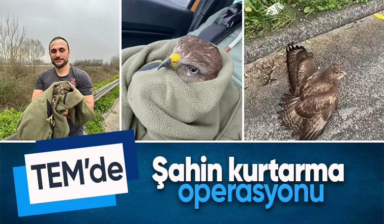 Şahini ölümden kurtardılar