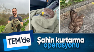 Şahini ölümden kurtardılar