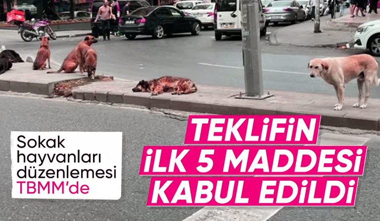 Sahipsiz hayvanlara yönelik kanun teklifinin ilk 5 maddesi kabul edildi