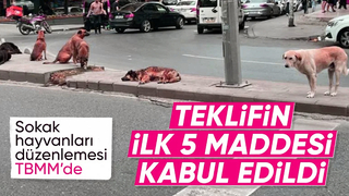 Sahipsiz hayvanlara yönelik kanun teklifinin ilk 5 maddesi kabul edildi