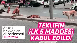 Sahipsiz hayvanlara yönelik kanun teklifinin ilk 5 maddesi kabul edildi