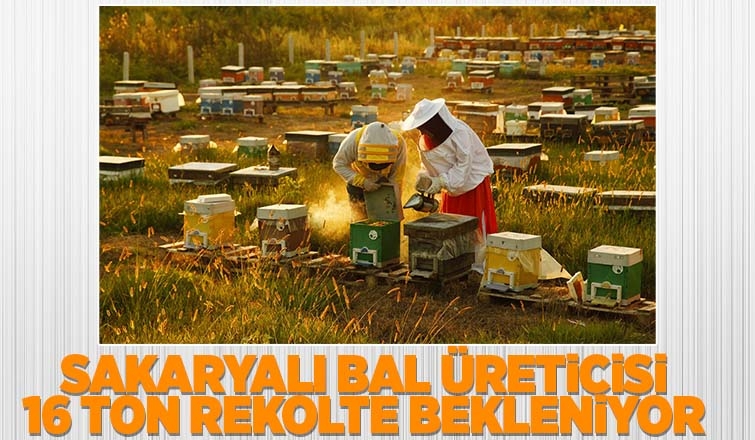 Sakarya balında 16 ton rekolte bekleniyor