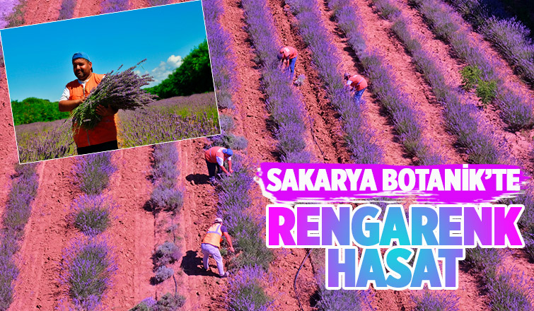 Sakarya Botanik’te hasat başladı