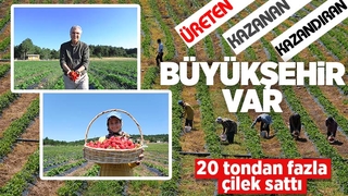 Sakarya Büyükşehir 20 tondan fazla çilek sattı