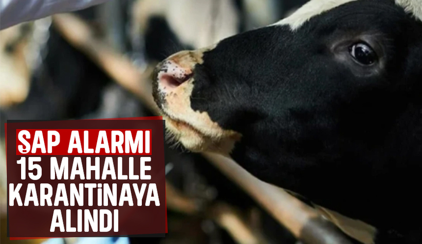 Sakarya'da 15 mahallede şap karantinası