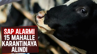 Sakarya'da 15 mahallede şap karantinası