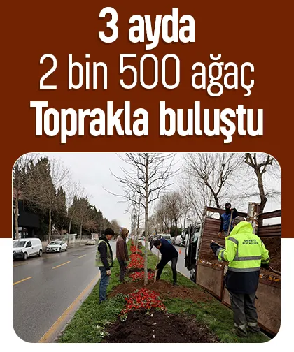 Sakarya'da 3 ayda 2 bin 500 ağaç toprakla buluştu