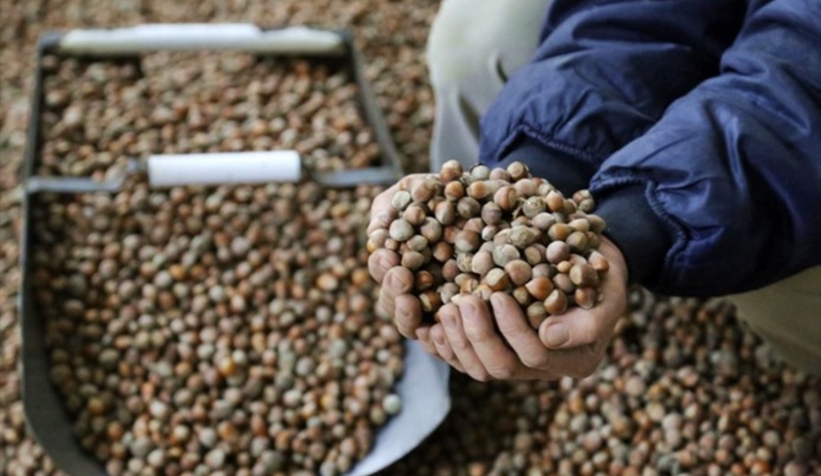 Sakarya'da 41 bin 412 ton fındık satıldı