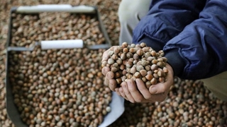 Sakarya'da 41 bin 412 ton fındık satıldı