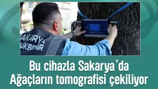 Sakarya'da ağaçların tomografisi çekiliyor