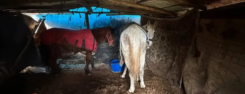 Sakarya'da at kesen 3 kişi jandarma tarafından yakalandı