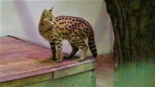 Sakarya'da bulunmuştu, karantinaya alındı