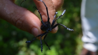 Sakarya'da da görüldü, tarım arazilerini tehdit ediyor