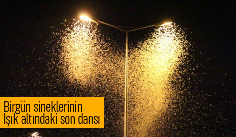 Sakarya'da doğa olayı bu yılda gerçekleşti