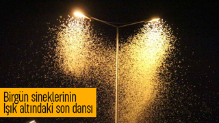 Sakarya'da doğa olayı bu yılda gerçekleşti