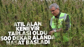 Sakarya'da endüstriyel keneverin hasadı başladı