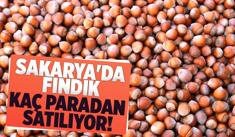 Sakarya'da fındık fiyatında son durum