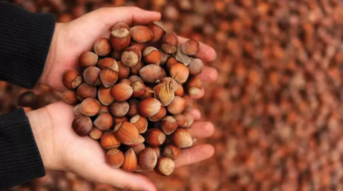 Sakarya'da fındık fiyatları açıklandı