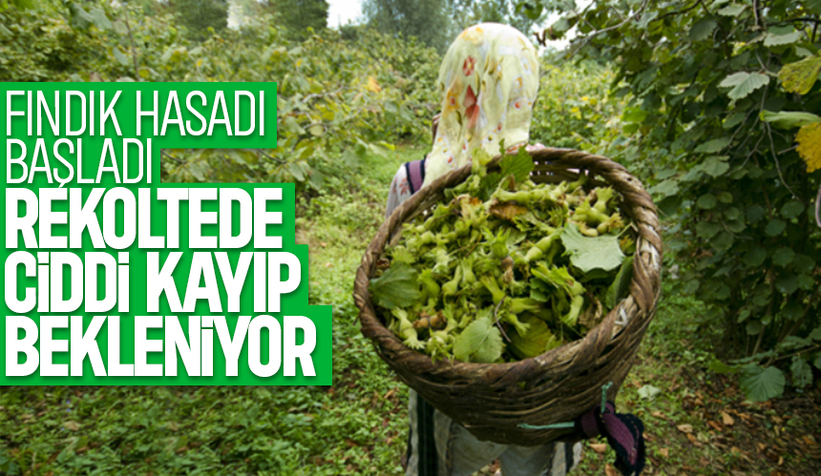 Sakarya'da fındık hasadı başladı