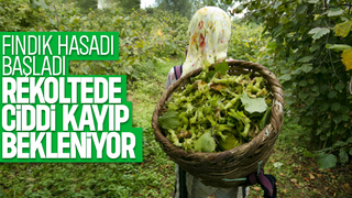 Sakarya'da fındık hasadı başladı