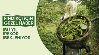 Sakarya'da fındık rekoltesi 100 bin tonu geçecek