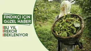 Sakarya'da fındık rekoltesi 100 bin tonu geçecek