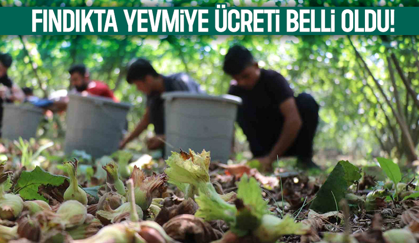 Sakarya'da fındık yevmiye ücreti belli oldu