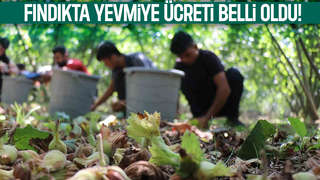 Sakarya'da fındık yevmiye ücreti belli oldu