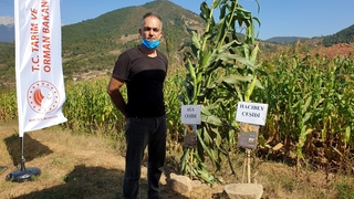 Sakarya'da geliştirildi, ilk hasadı yapıldı