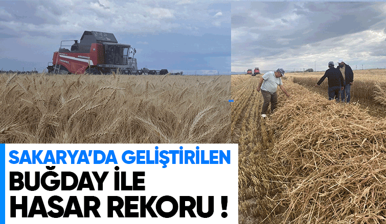 Sakarya'da geliştirilen buğday çeşidinde yüksek verim elde edildi