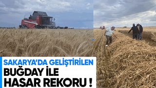 Sakarya'da geliştirilen buğday çeşidinde yüksek verim elde edildi