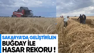 Sakarya'da geliştirilen buğday çeşidinde yüksek verim elde edildi