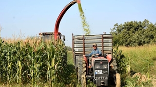 Sakarya'da geliştirilen dört yeni mısır çeşidi ile tanıştılar