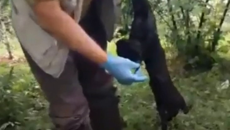 Sakarya'da ilk kez bulundu ama ölüydü