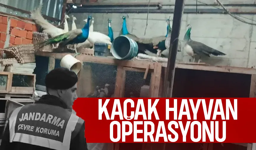 Sakarya'da kaçak hayvan operasyonu