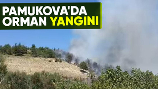 Sakarya'da orman yangını