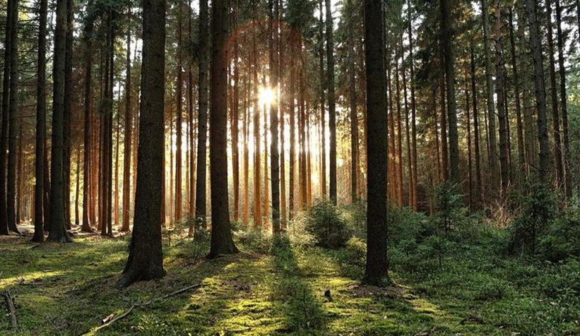 Sakarya'da ormanlara giriş yasaklandı