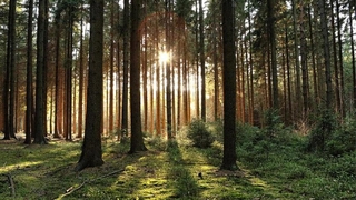 Sakarya'da ormanlara giriş yasaklandı