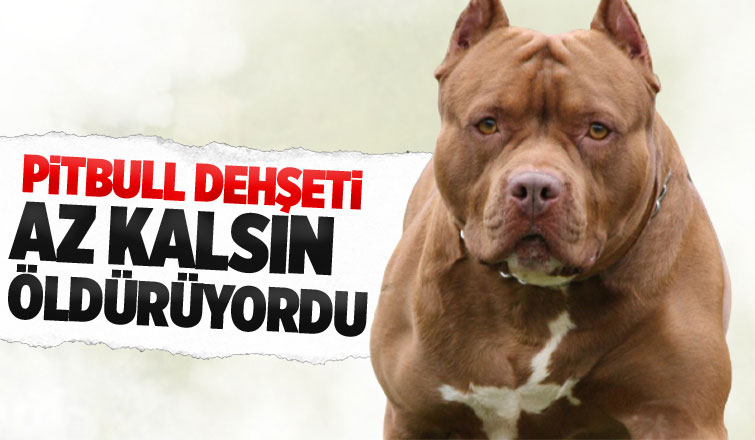 Sakarya'da pitbull dehşeti