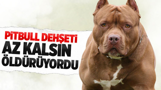 Sakarya'da pitbull dehşeti