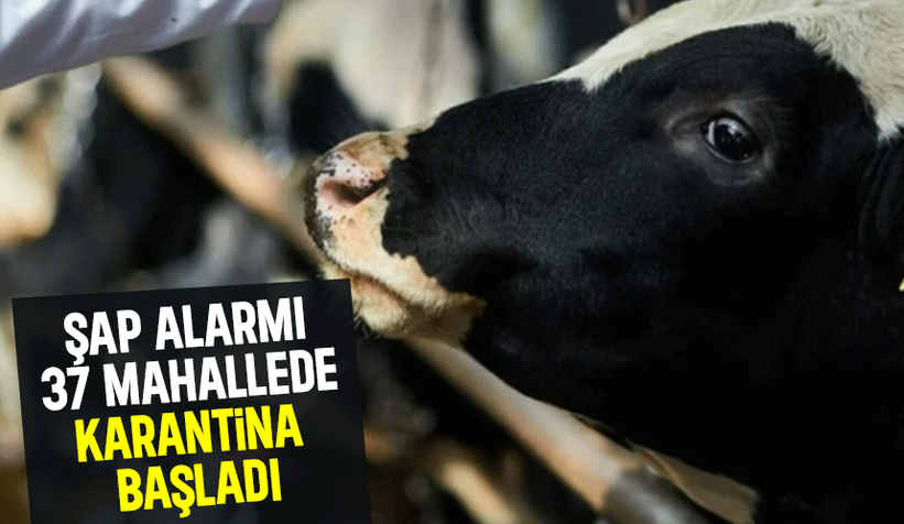 Sakarya'da şap alarmı, 37 mahalle karantinada