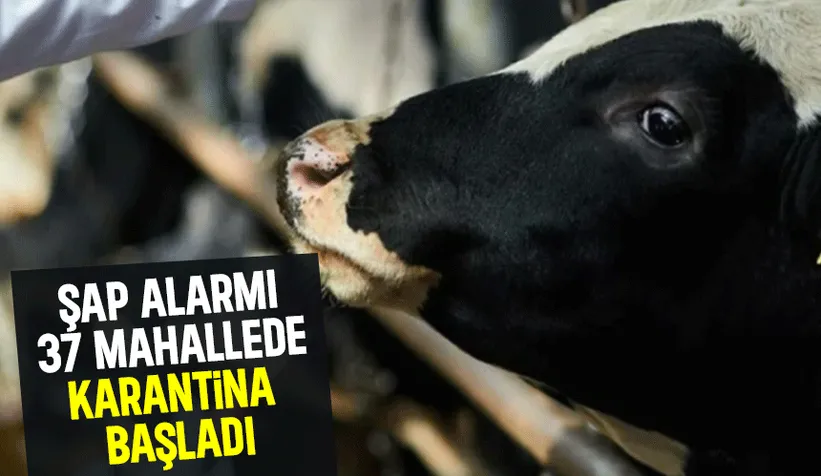 Sakarya'da şap alarmı, 37 mahalle karantinada